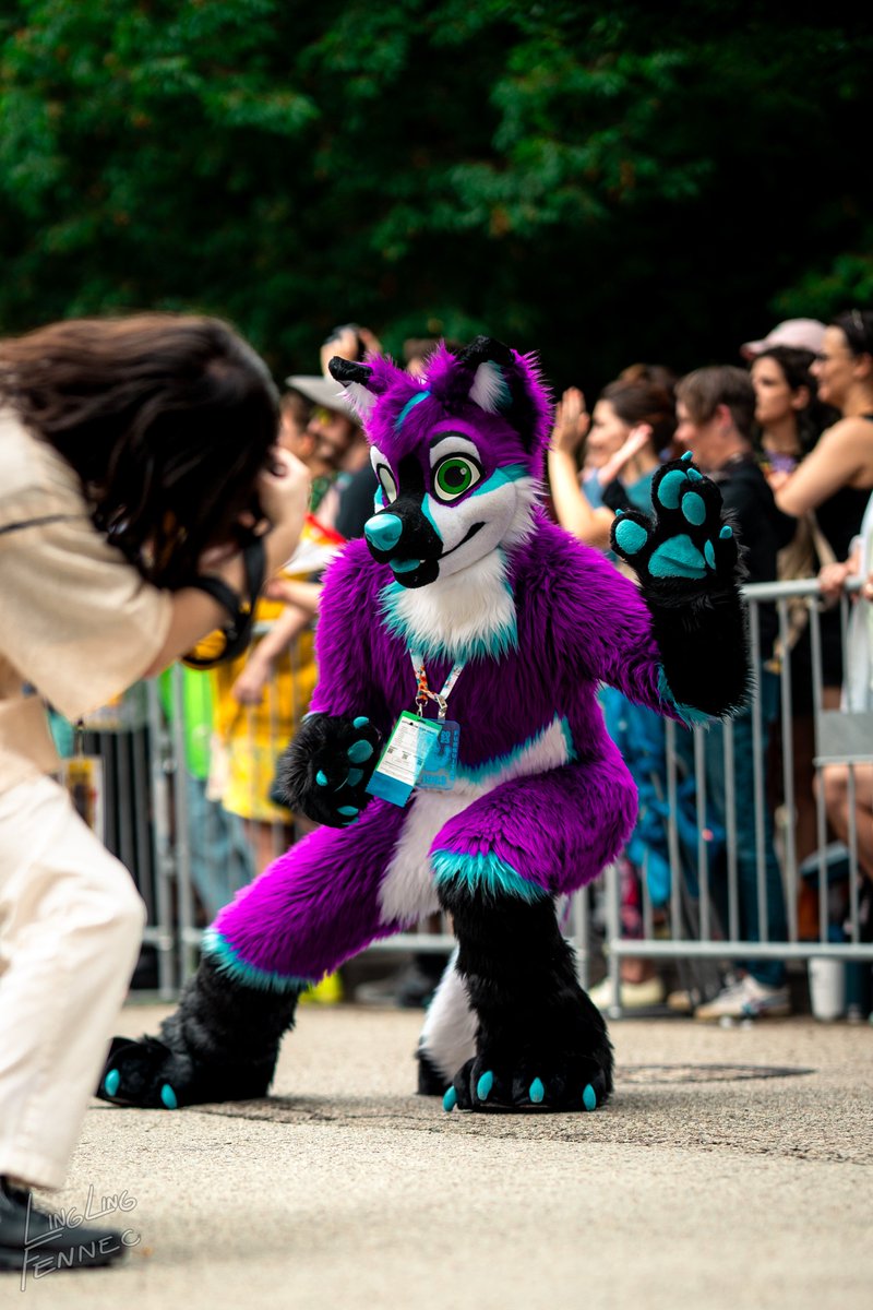 Speedy purple dog posing for a quick pic before running off again 😋

📸 #LingLingFennec