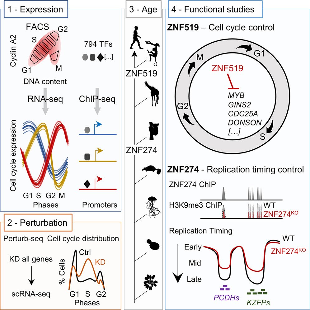Waggoner Lab (@labwaggoner) on Twitter photo Evolutionarily recent transcription factors partake in human cell cycle regulation <a href="/CellGenomics/">Cell Genomics</a>
cell.com/cell-genomics/… <a href="/PulverCyril/">Cyril Pulver</a> <a href="/Trono_Lab/">Trono Lab</a> Evolutionarily recent transcription factors partake in human cell cycle regulation <a href="/CellGenomics/">Cell Genomics</a>
cell.com/cell-genomics/… <a href="/PulverCyril/">Cyril Pulver</a> <a href="/Trono_Lab/">Trono Lab</a>
