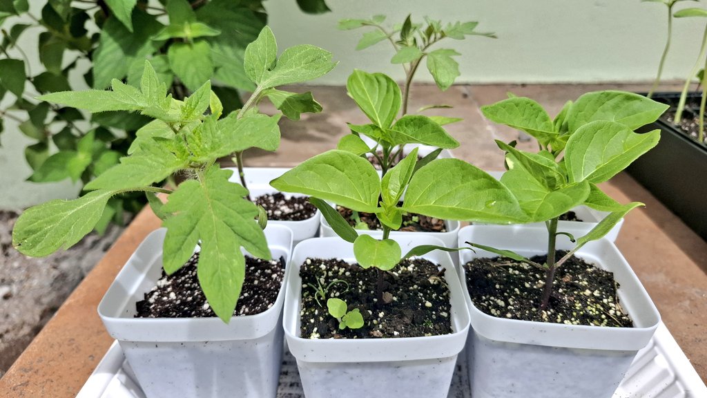 My first #seedlings this year in #Chiriqui #Panama are Powering up!

Exciting #heirloom peppers and tomatoes. #organic
