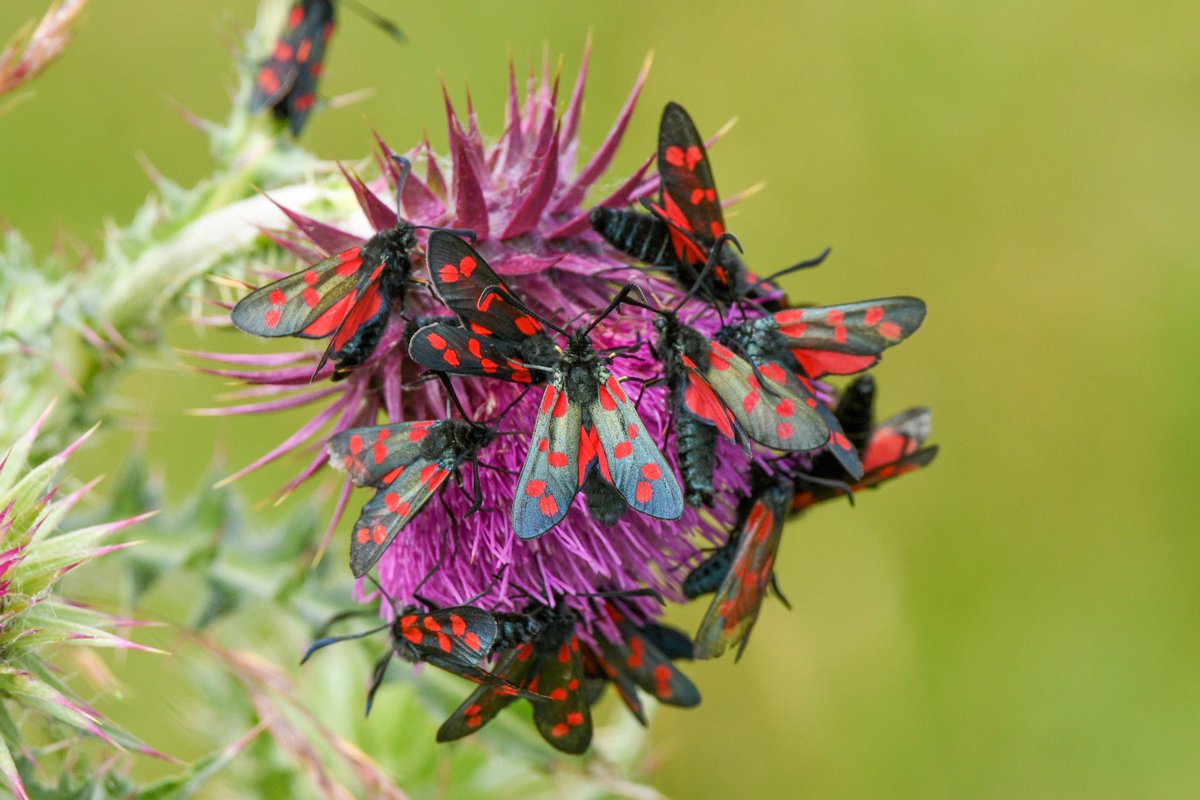 Deena Sharp (@deenasharp18) on Twitter photo Party time! Six-Spot Burnet moths feasting on a thistle.
<a href="/WildlifeTrusts/">The Wildlife Trusts</a> <a href="/Cornwall_BC/">Cornwall Butterfly Conservation</a> #moths Party time! Six-Spot Burnet moths feasting on a thistle.
<a href="/WildlifeTrusts/">The Wildlife Trusts</a> <a href="/Cornwall_BC/">Cornwall Butterfly Conservation</a> #moths