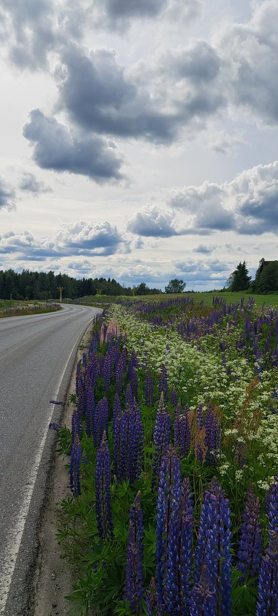 rabish308's tweet image. सुन्दर देखिने चीजहरुको भित्री उद्देश्य अर्कै हुनसक्छ। #Lupine #Invasive