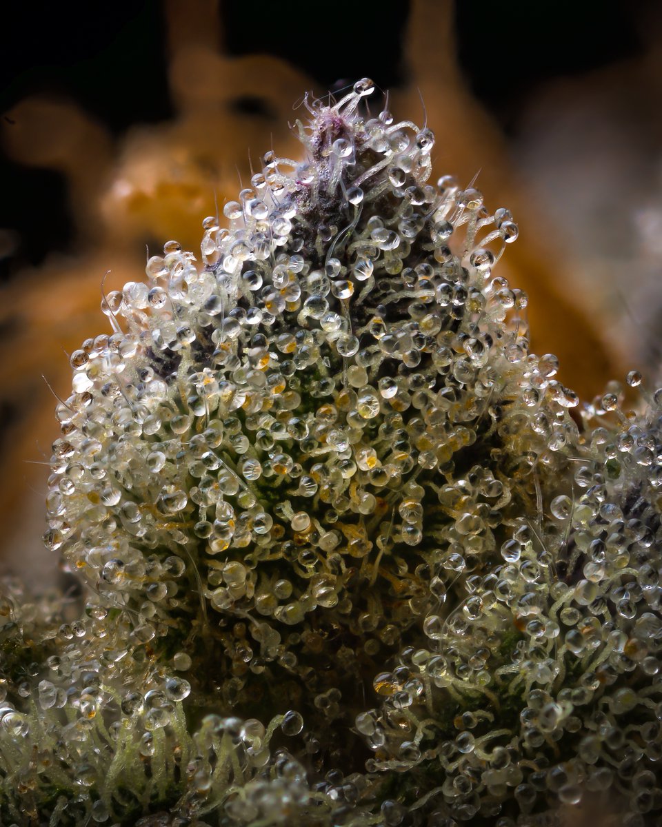 baconbuds macros.
