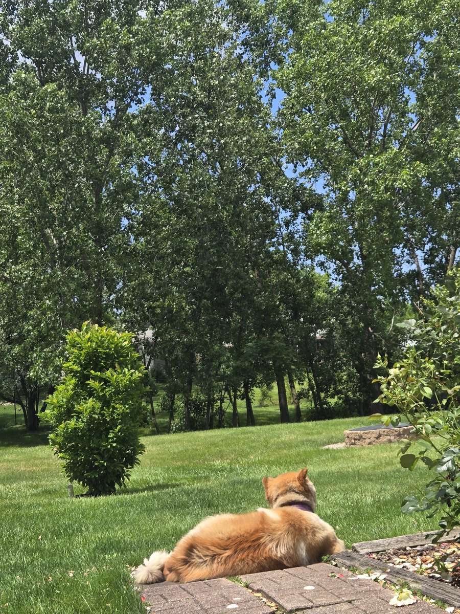 92° crazy dog!!!!!