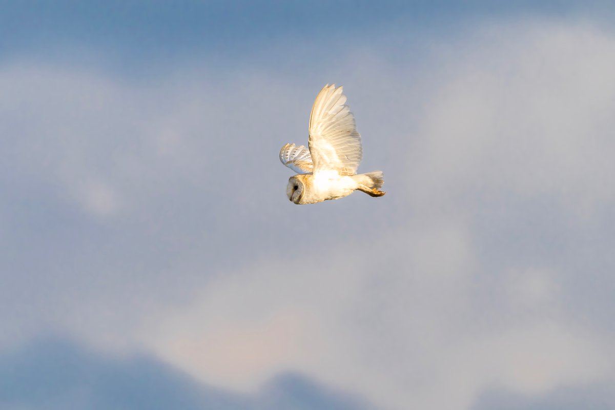 mikesaltsman194's tweet image. Well Ive had issues with connectivity for my photos should be sorted real soon so here are a few of what's to come @BarnOwlTrust @CanonUKandIE @OutdoorPhotoMag @sjoneswildlife