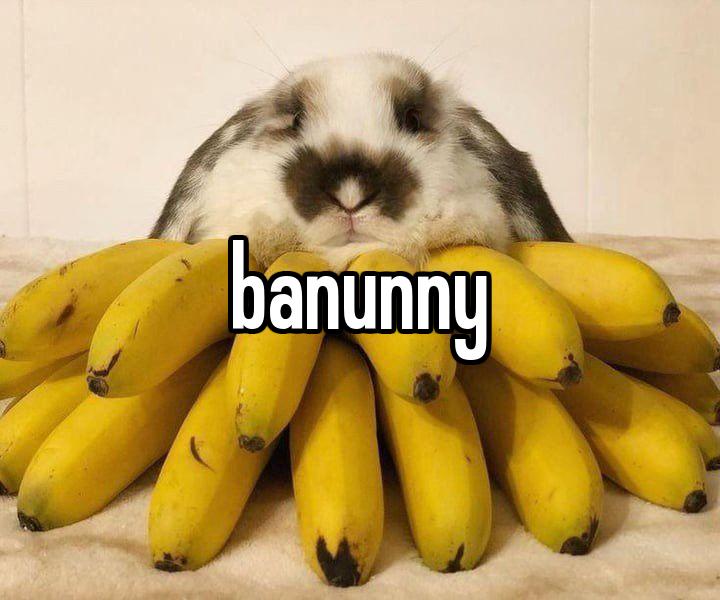 banunny