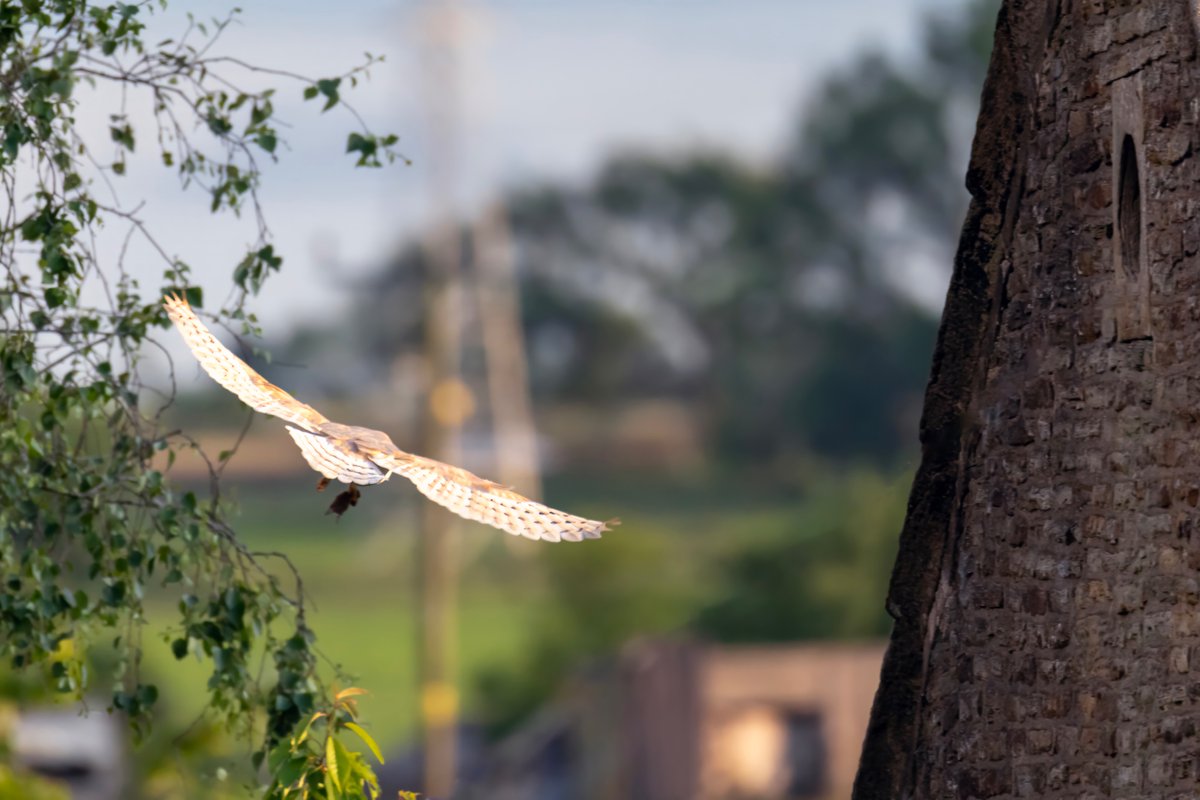 mikesaltsman194's tweet image. Well Ive had issues with connectivity for my photos should be sorted real soon so here are a few of what's to come @BarnOwlTrust @CanonUKandIE @OutdoorPhotoMag @sjoneswildlife