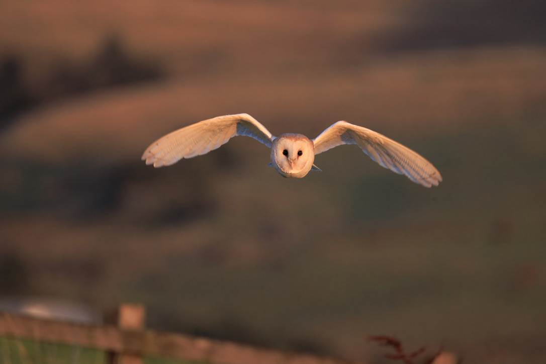 mikesaltsman194's tweet image. Well Ive had issues with connectivity for my photos should be sorted real soon so here are a few of what's to come @BarnOwlTrust @CanonUKandIE @OutdoorPhotoMag @sjoneswildlife
