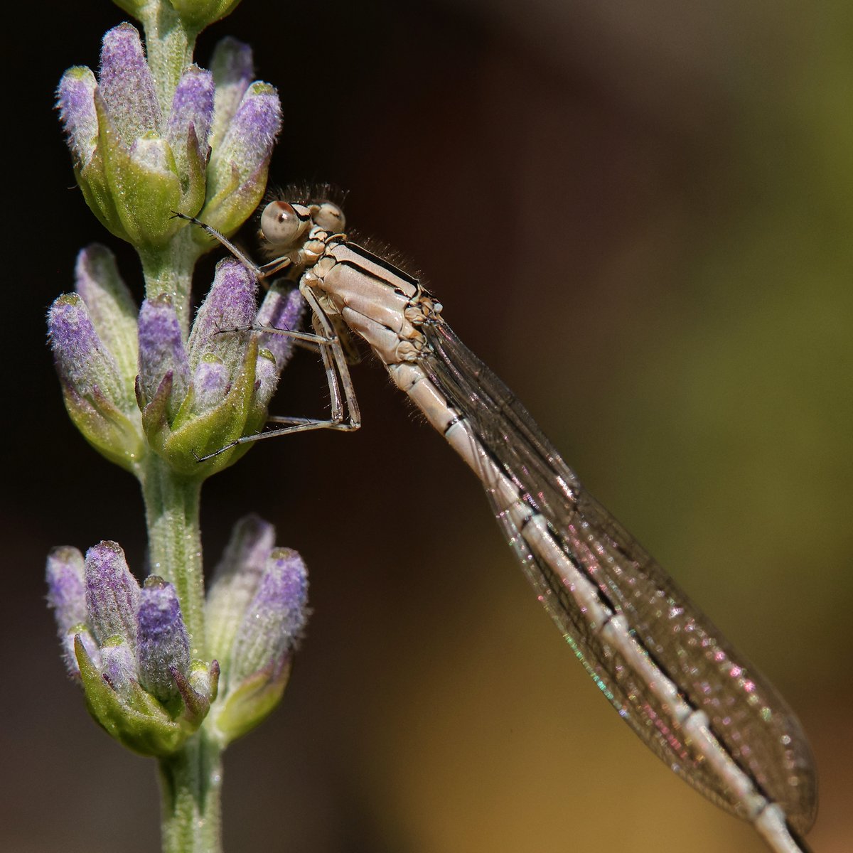 William Hulbert Photography tweet media