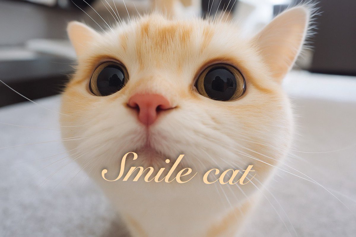 $smile is a cute cat that can send like 

#mask following the cat meta 

HWMAeju24cpxL8AqPH3BUUSdn4iXyNBTMQvmXrRPpump