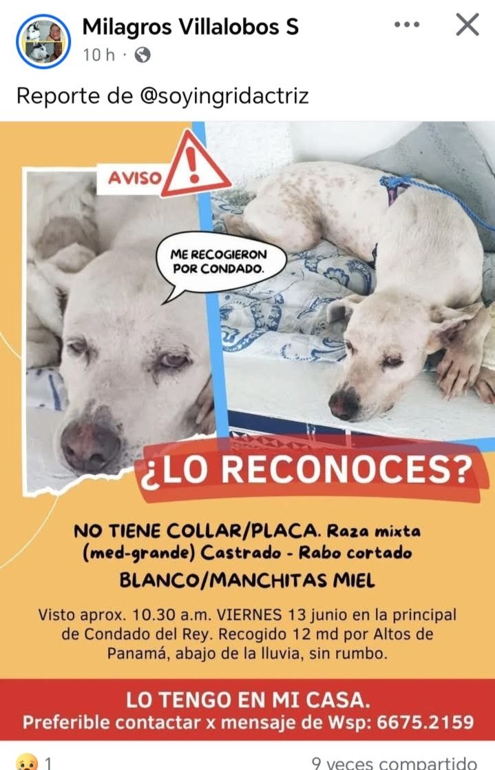 PARA QUE SU FAMILIA SEPA DONDE ESTÁ!! FAVOR COMPARTIR!!🙏🏽🙏🏽🙏🏽🐶