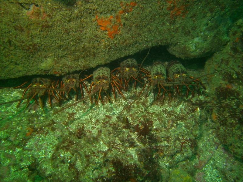Waterdogs SCUBA tweet media