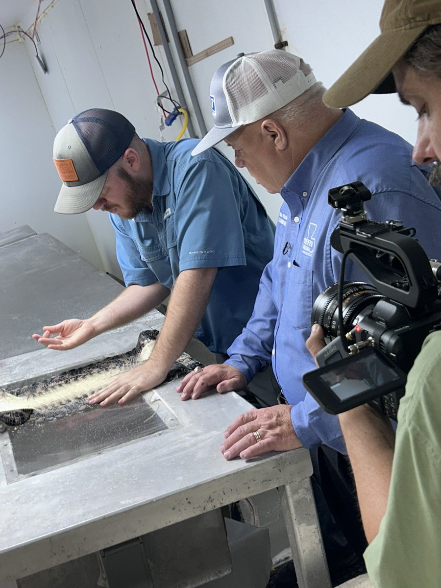 LanceWoolie's tweet photo. Eggsostential work going on here at the alligator farm where the finest @LouisVuitton Aligator hides are harvested in a very sustainable manor
@MikeStrainLA #LouisVuitton #louisianacertified #segurafamilyfarms #moveemedia #aligators @TasteOFAgri https://t.co/Aj1zG4en7U