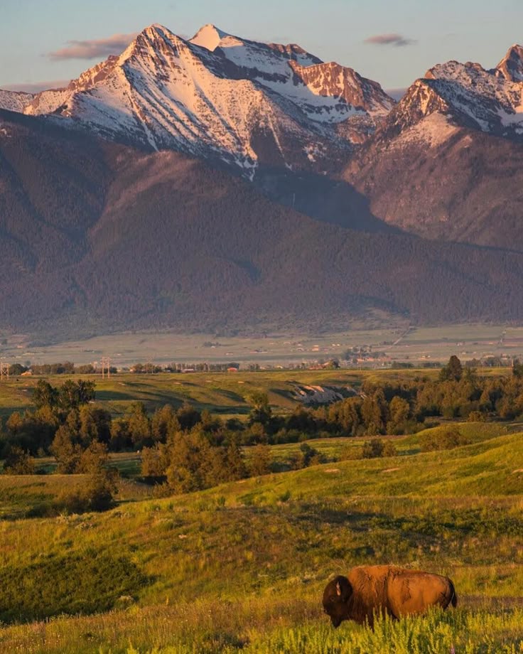 ACC_National's tweet image. Home, home on the range.
