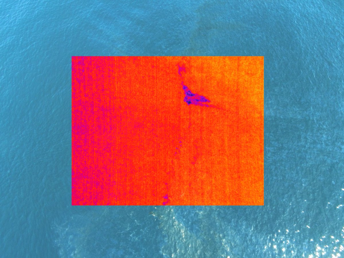 NOAA's Office of Response and Restoration (OR&R) (@noaacleancoasts) on Twitter photo Effective oil spill response relies on accurately characterizing the spill, a task greatly enhanced by uncrewed aerial systems (UAS). OR&R and <a href="/USCG/">U.S. Coast Guard</a> collaborate to leverage UAS technology, improving the speed and accuracy of oil observations. blog.response.restoration.noaa.gov/flying-high-sc⦠Effective oil spill response relies on accurately characterizing the spill, a task greatly enhanced by uncrewed aerial systems (UAS). OR&R and <a href="/USCG/">U.S. Coast Guard</a> collaborate to leverage UAS technology, improving the speed and accuracy of oil observations. blog.response.restoration.noaa.gov/flying-high-scā¦