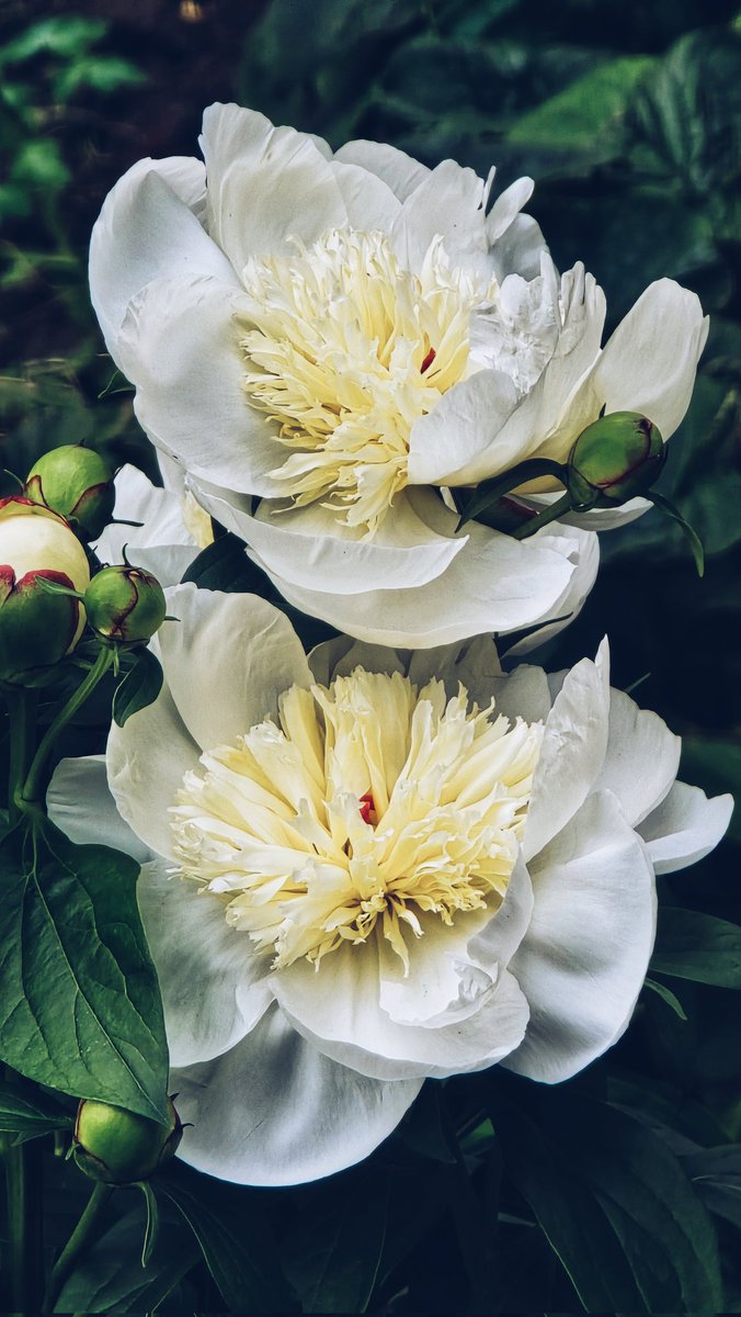 Да, похоже мне уже как раз столько лет, что невозможно пройти мимо цветочков красивых и не сфоткать