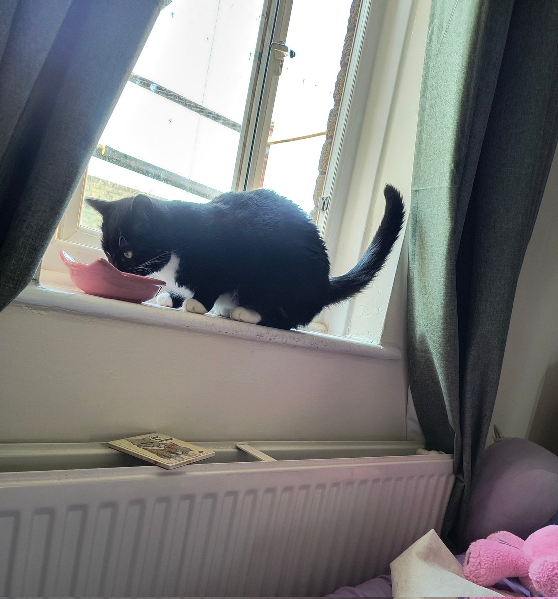 mel (@cakieandknits) on Twitter photo <a href="/Hedgewatchers/">Hedgewatch</a> <a href="/jerry_tuxedo/">Angel π Captain Jerry - RIP 1.8.2013-17.6.2025</a> Uncle jerry took over where beast left off, training me to become a pawfeshanul hedgewatcher.
I is demonstrating multi tasking in his memory π»π just because it's dinner, doesn't mean da hedge gets neglectedπ³
Love mew uncle jerry.
#hedgewatchforjerry <a href="/Hedgewatchers/">Hedgewatch</a> <a href="/jerry_tuxedo/">Angel π Captain Jerry - RIP 1.8.2013-17.6.2025</a> Uncle jerry took over where beast left off, training me to become a pawfeshanul hedgewatcher.
I is demonstrating multi tasking in his memory π»π just because it's dinner, doesn't mean da hedge gets neglectedπ³
Love mew uncle jerry.
#hedgewatchforjerry