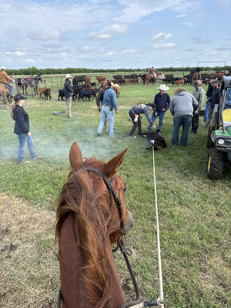 crazyrancher13's tweet image. Branding right after a rain is the best. No dust and everyone’s happy. 🤠