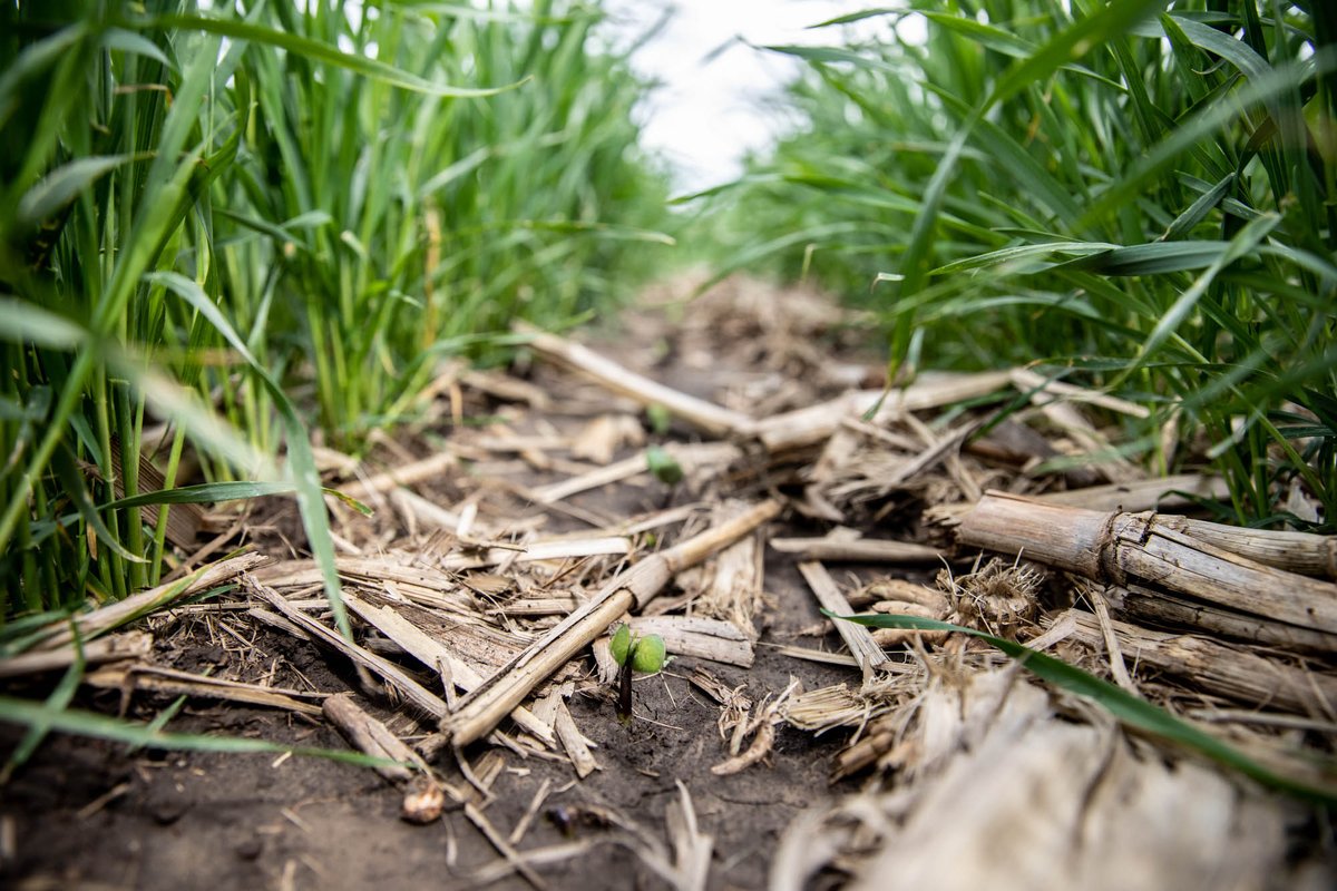 Intercropping is one way to increase biodiversity within fields. How many crazy soil health practices do you see here?
