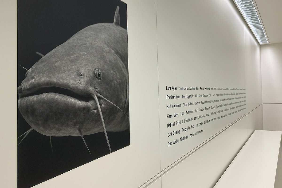 Können wir den Wels Otto taufen und  einen Fraktionssaal im Bundestag nach ihm benennen? #welslifematters