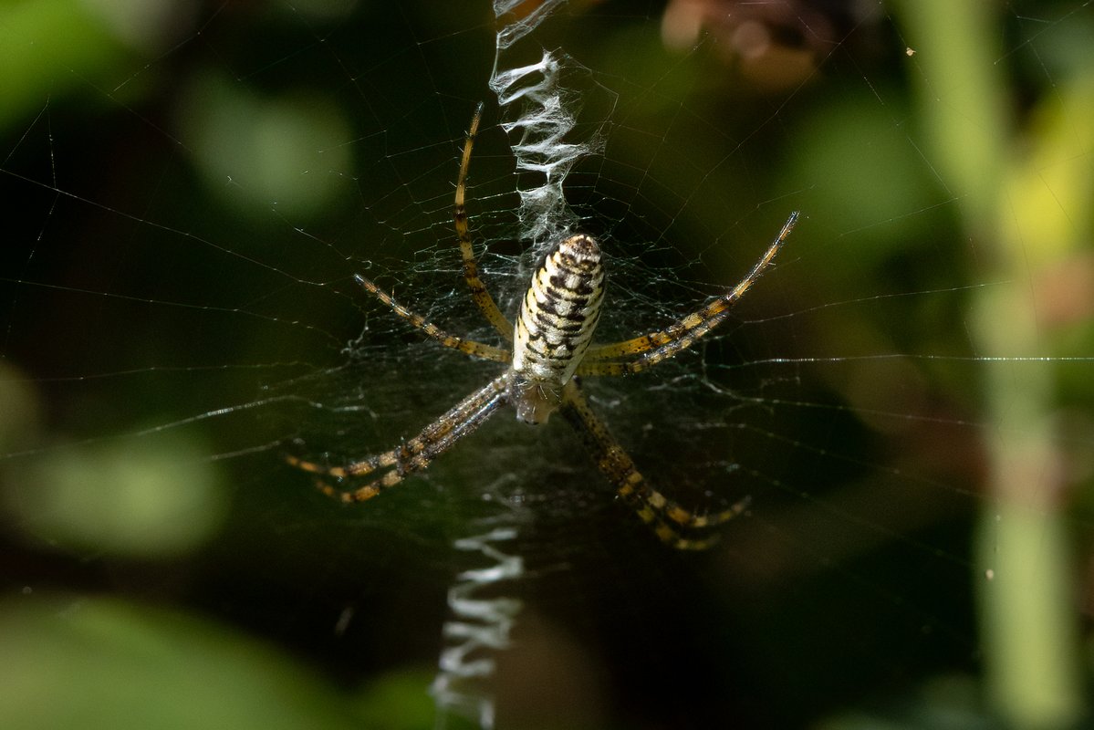 Wasp Spider
Purbeck Heaths NNR, Dorset
<a href="/nationaltrust/">National Trust</a>.org.uk @dorsetwildlife.bsky.social <a href="/BritishSpiders/">BAS</a>