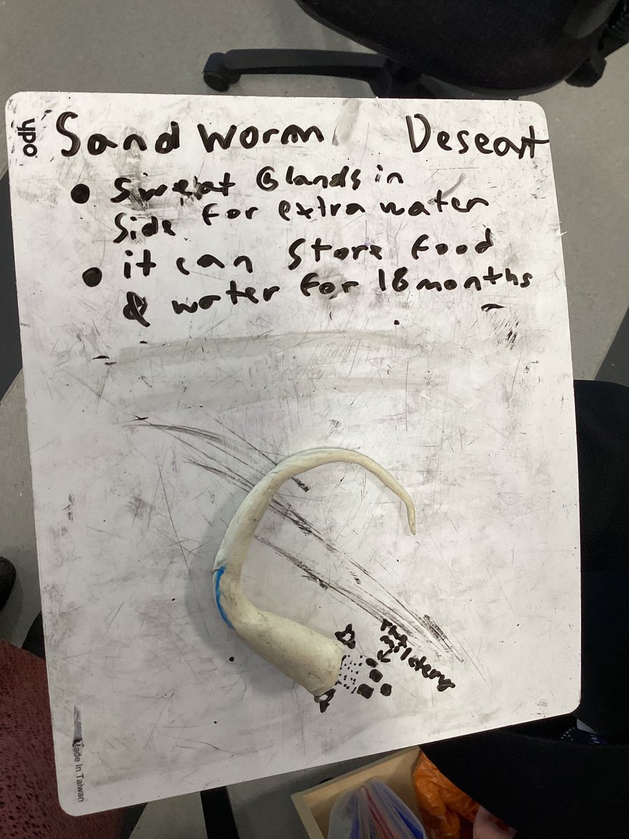 S1 have been investigating physical adaptations, creating their own animals and adding adaptations to help them survive in their environment.