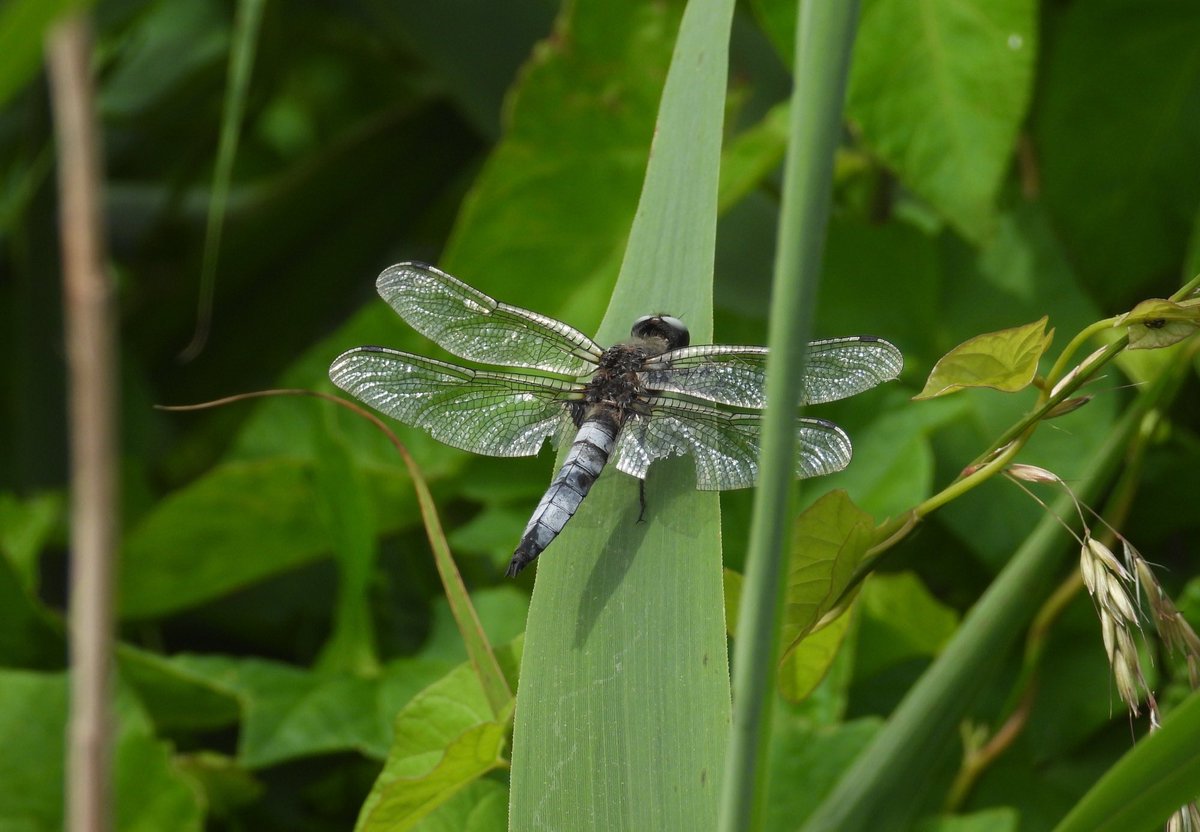 Matt Hull17 (@hull17matt) on Twitter photo Ham Wall/Shapwick Heath (22/06/25): 1 late Cuckoo calling, Bittern, Hobby, 3 Garden Warbler, 1 Red-eyed Damselfly, 8 Brown Hawker, 1 Lesser Emperor, 12 Scarce Chaser, 400+ Four-spotted Chaser, 2 Black-tailed Skimmer & 2 White Admiral. <a href="/bto_somerset1/">bto_somerset1</a> <a href="/BDSdragonflies/">British Dragonfly Society</a> <a href="/BCSomerset/">BC Somerset & Bristol</a> Ham Wall/Shapwick Heath (22/06/25): 1 late Cuckoo calling, Bittern, Hobby, 3 Garden Warbler, 1 Red-eyed Damselfly, 8 Brown Hawker, 1 Lesser Emperor, 12 Scarce Chaser, 400+ Four-spotted Chaser, 2 Black-tailed Skimmer & 2 White Admiral. <a href="/bto_somerset1/">bto_somerset1</a> <a href="/BDSdragonflies/">British Dragonfly Society</a> <a href="/BCSomerset/">BC Somerset & Bristol</a>