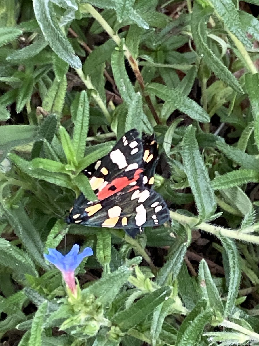 John Sharp 🕷🇬🇧🇪🇺 🚀 🏴☠️🐈🚂 tweet media