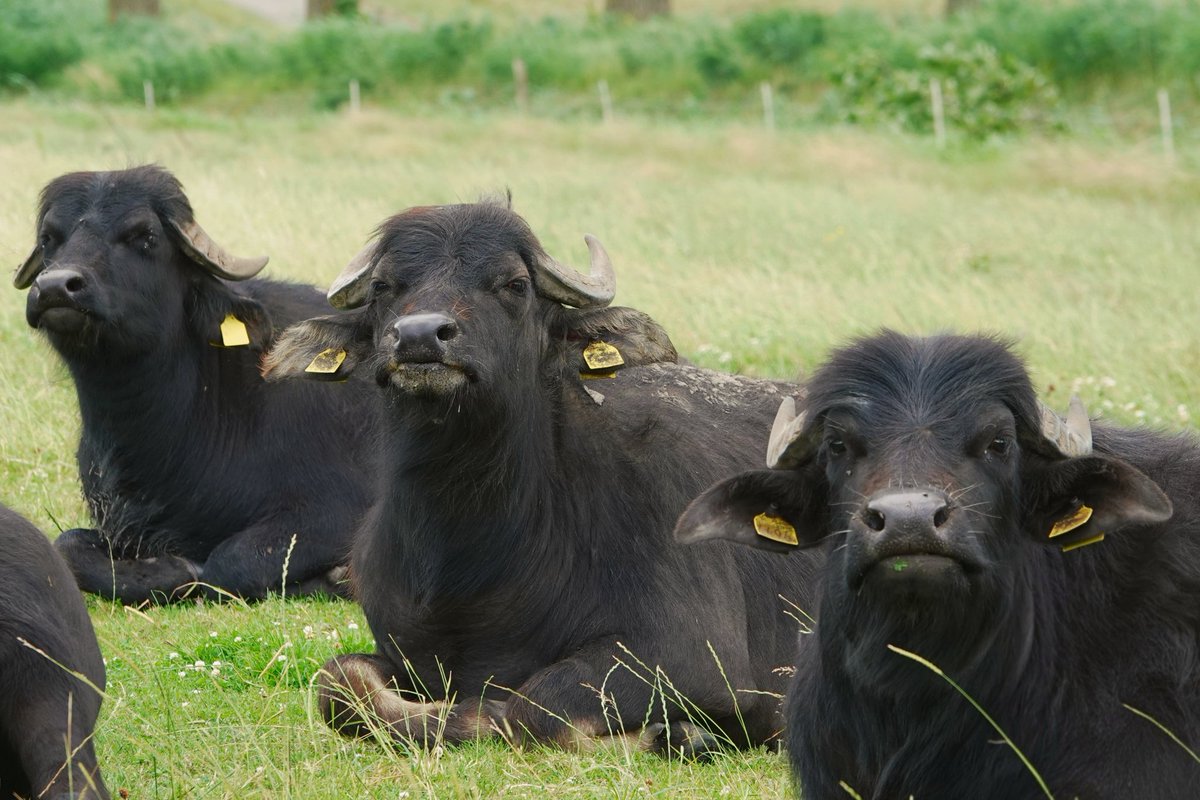 jolandabrwr's tweet photo. #Goedenavond
Vanmiddag even bij de waterbuffels gekeken. Ze zijn zo leuk, word er altijd weer blij van.
#koeien
#waterbuffels https://t.co/lmwXpP9P1M