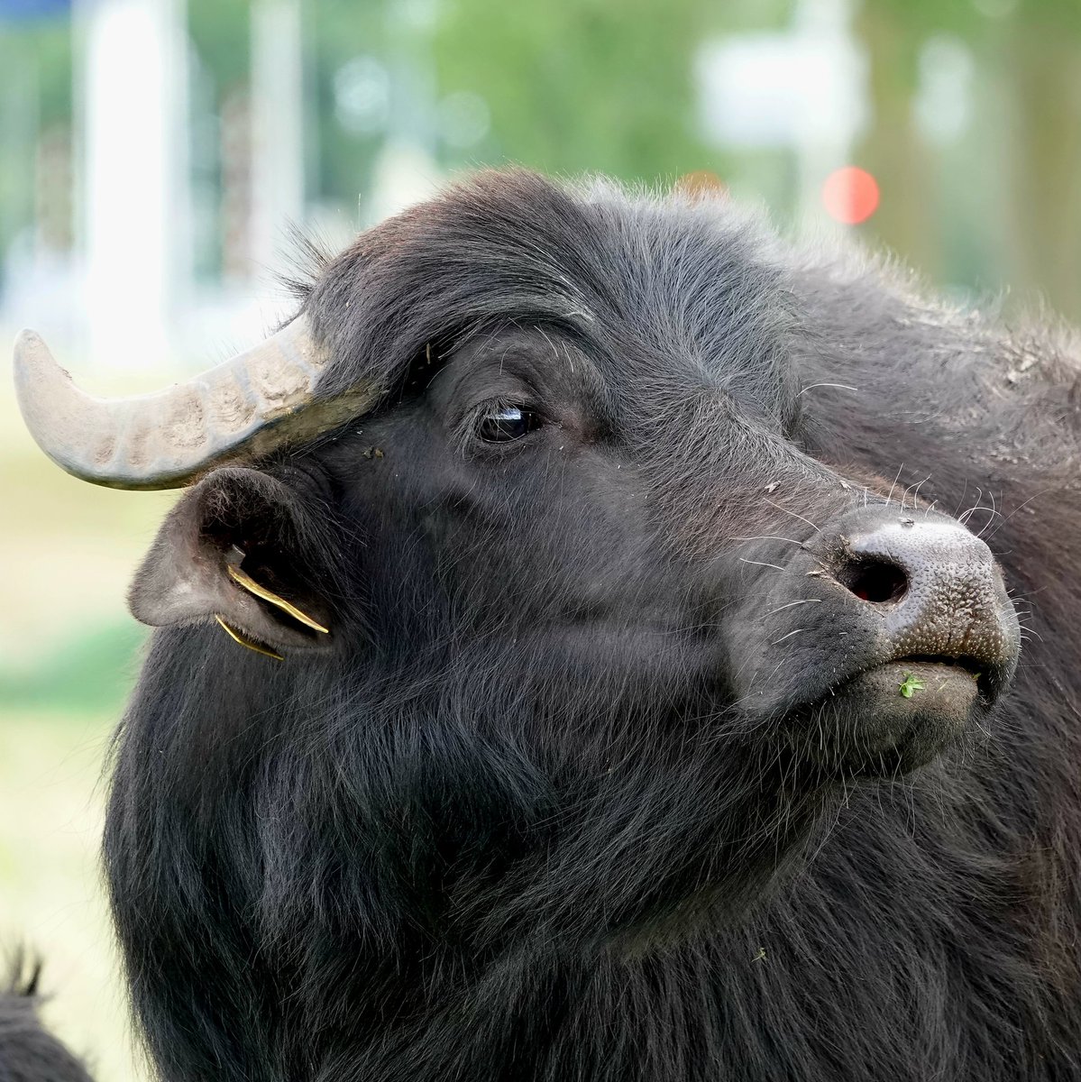 jolandabrwr's tweet photo. #Goedenavond
Vanmiddag even bij de waterbuffels gekeken. Ze zijn zo leuk, word er altijd weer blij van.
#koeien
#waterbuffels https://t.co/lmwXpP9P1M