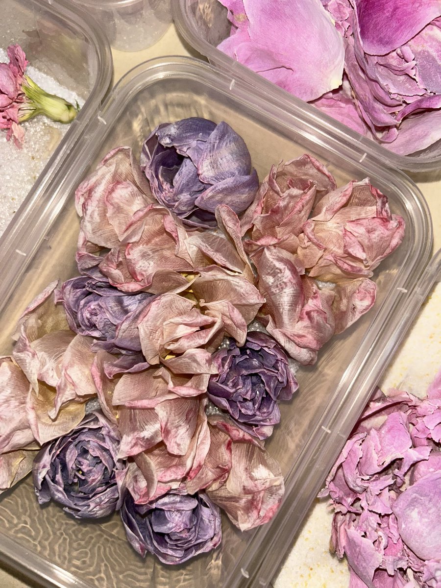 in case anyone wondering bunganya aku apain, i did some research on how to preserve flowers (the best way possible). ada banyak cara sebetulnya. tapi setelah banyak trials and errors, what works best for me is using silica gel powder🤍 works like magicccc