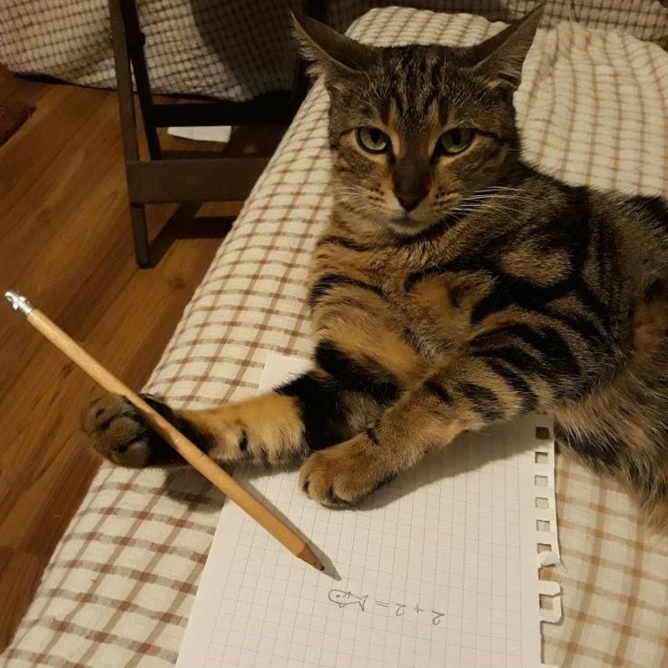kittenstappn's tweet image. 