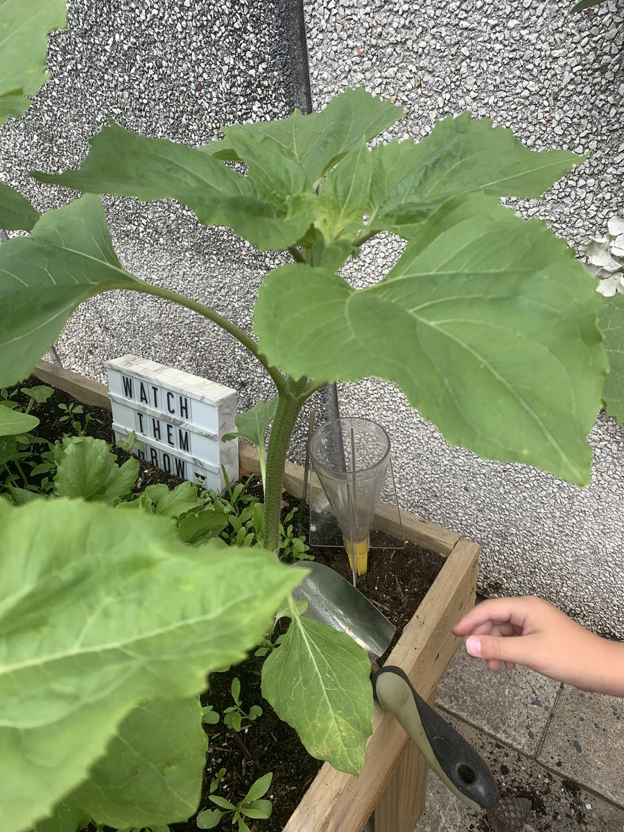 Hendrefoilan's tweet photo. Look at what we have grown!!! … we spied Lettuce, beetroot, sweet peas and more. #hdfpSO #hdfpSci https://t.co/wMa9N6tBCq