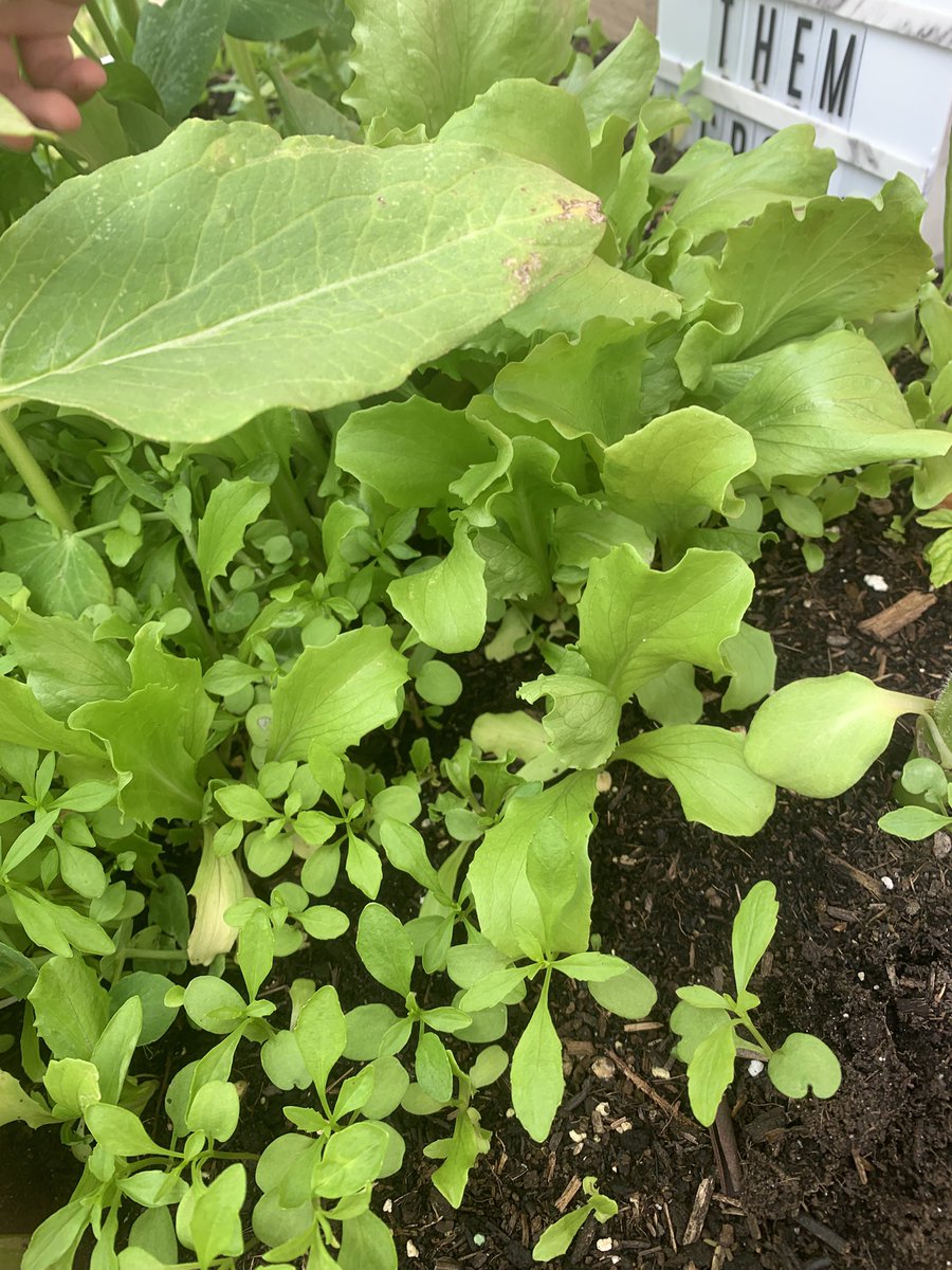 Hendrefoilan's tweet photo. Look at what we have grown!!! … we spied Lettuce, beetroot, sweet peas and more. #hdfpSO #hdfpSci https://t.co/wMa9N6tBCq