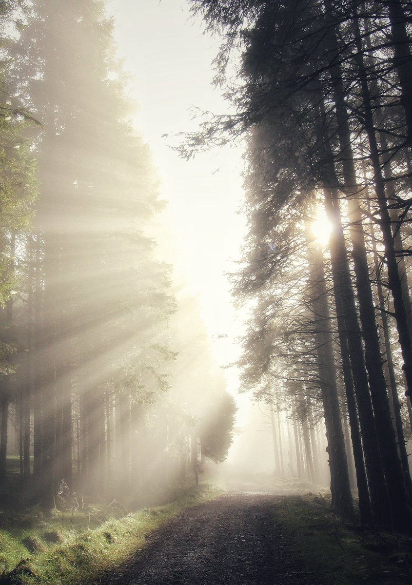 tomgilroy33's tweet image. Nature is magic 📸