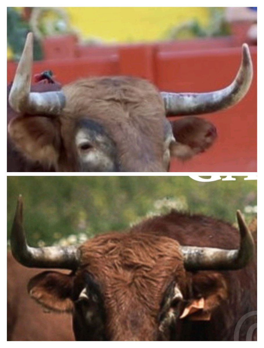Pedro (@un_taurino_mas) on Twitter photo <a href="/objetivoeltoro/">Menacho</a> <a href="/TOROSALICANTE/">Plaza Toros Alicante</a> <a href="/aletalavante/">Alejandro Talavante</a> <a href="/JMF18_03/">Jaime Mora-Figueroa Núñez</a> De cuando estaba en puntas <a href="/objetivoeltoro/">Menacho</a> <a href="/TOROSALICANTE/">Plaza Toros Alicante</a> <a href="/aletalavante/">Alejandro Talavante</a> <a href="/JMF18_03/">Jaime Mora-Figueroa Núñez</a> De cuando estaba en puntas