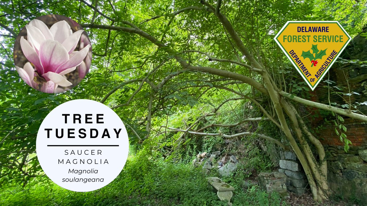 DelawareForests's tweet photo. In the summer, the leaves of the saucer magnolia will deepen in color. A few fruits, elongated &amp; knobby, tend to also pop up. This tree will need to be watered regularly &amp; thoroughly, ensuring that the roots get enough moisture. Our champion saucer magnolia is located at Hagley. https://t.co/LU7hjDbCjA