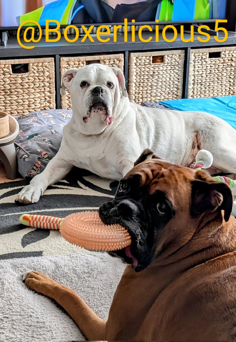 Boxerlicious5's tweet image. Just chillin' 🐶🐶 #Boxerdog #dogsofX