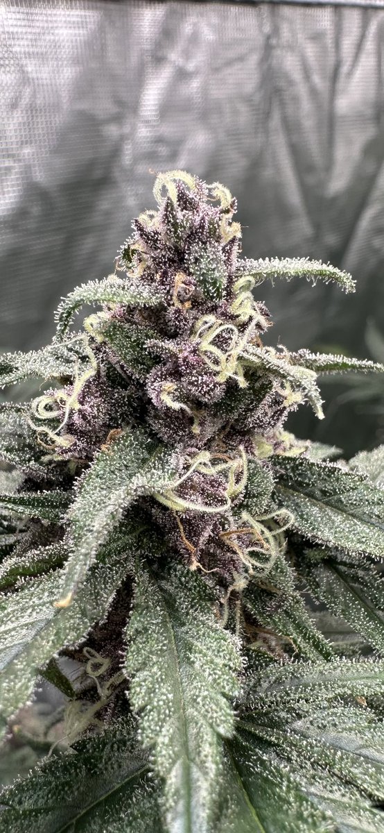 Flowgardens (@flowgardens420) on Twitter photo Two different phenos os Rainbow Rose 🌹 (Whitethorn Rose x RS-11)
Both are beautifully different from looks to smells.
Bred by: <a href="/whitethorn1967/">Huckleberryhillfarms</a> Two different phenos os Rainbow Rose 🌹 (Whitethorn Rose x RS-11)
Both are beautifully different from looks to smells.
Bred by: <a href="/whitethorn1967/">Huckleberryhillfarms</a>
