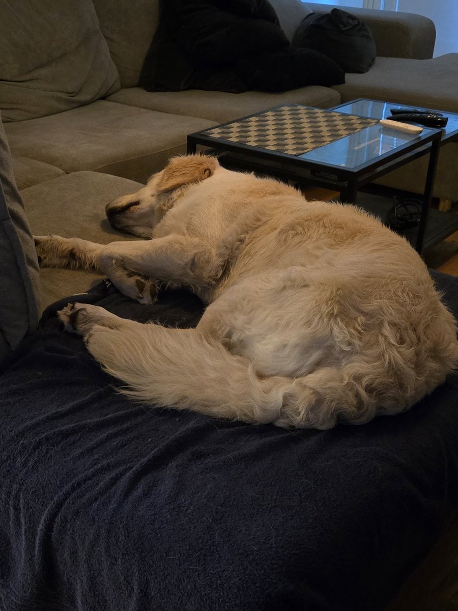 My apartment is now smelling of wet dog