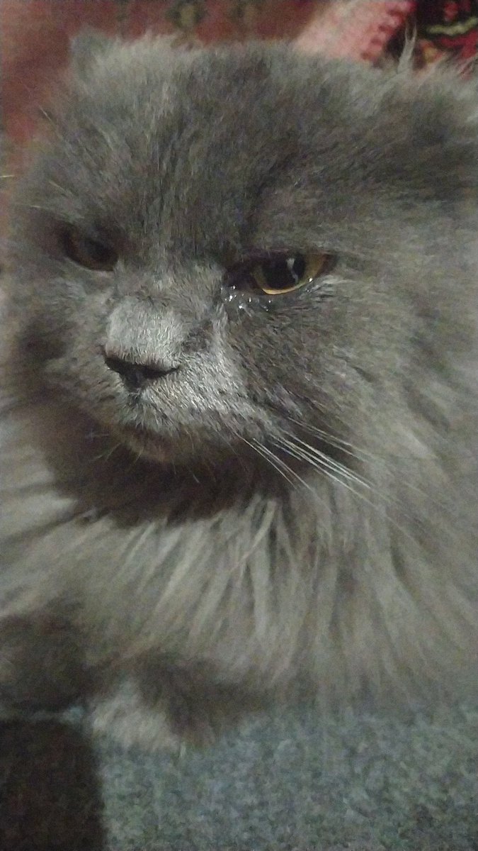 ‼️This is our final appeal to save my pregnant cat, Biso. It's over. 🙏

I can't guarantee her survival after this 😓💔.
We desperately need support.

She's sick, hungry, and needs healthy food. Her weakness is starting to show very clearly. I can't bear the thought of losing