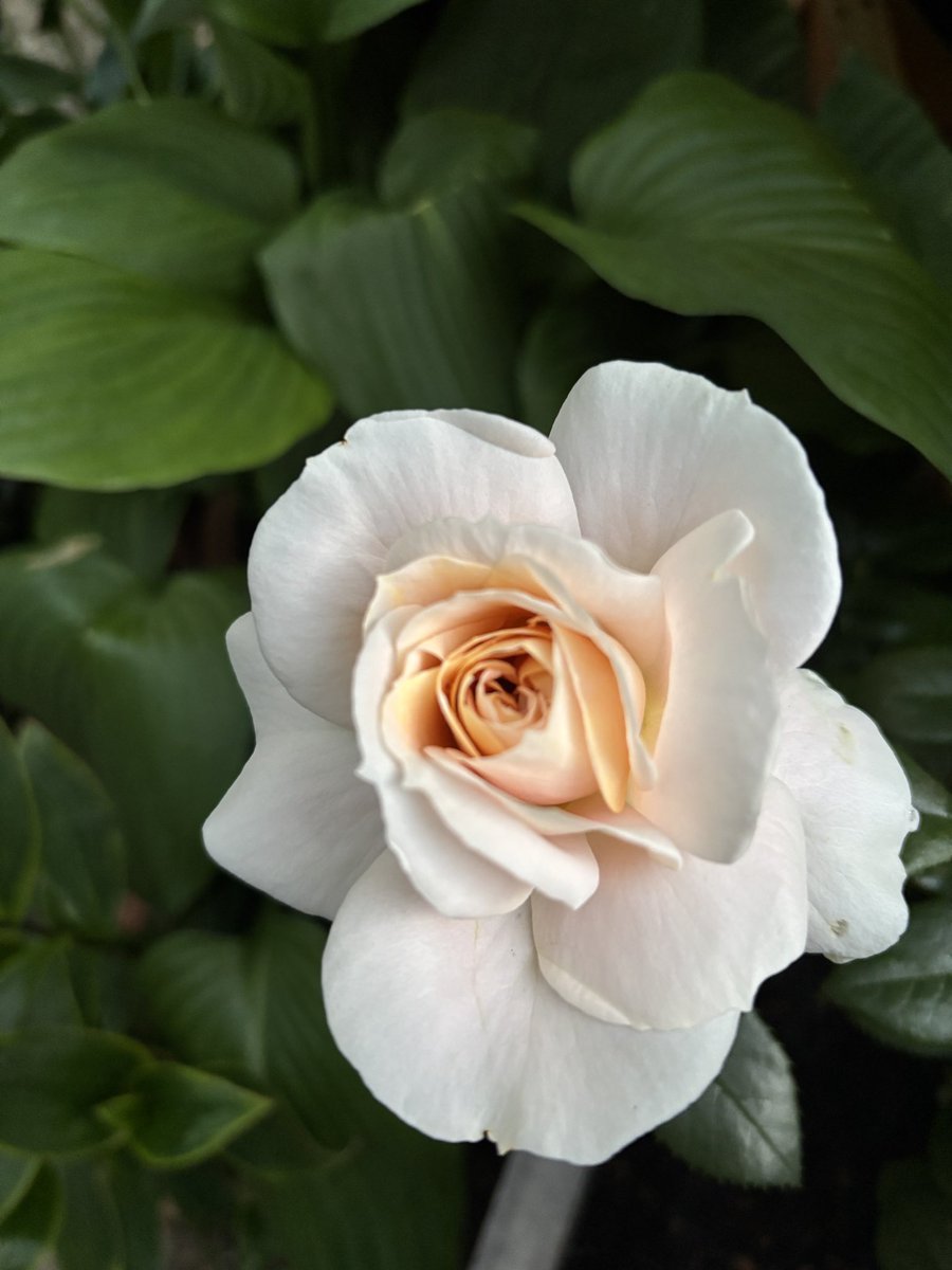 <a href="/valgardening/">Val Bradley</a> <a href="/GardenDotHelp/">Garden Help</a> <a href="/rosesukroses/">🌹rosesuk</a> And Champagne Moment!