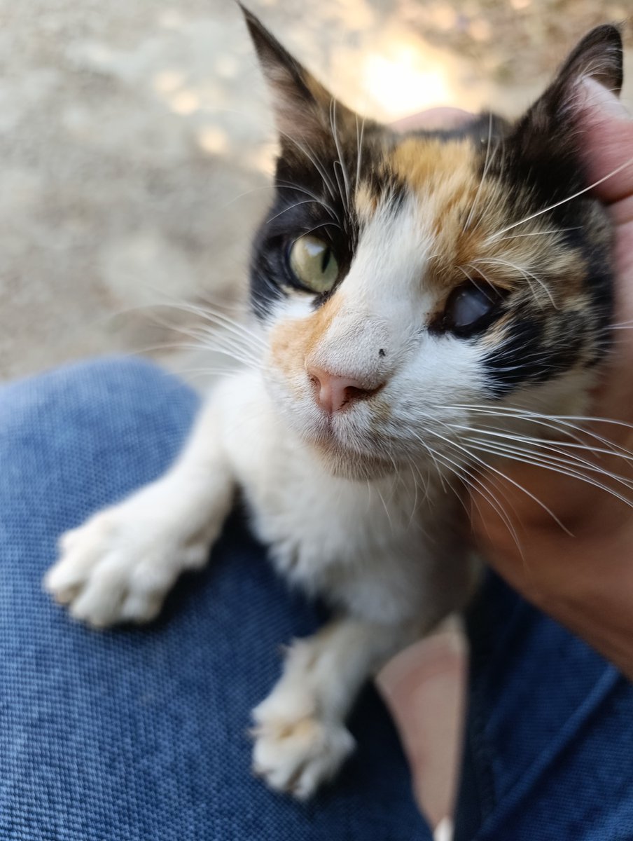 🇵🇸 don't stop please
I take care of stray cats and dogs, even though I am going through very difficult circumstances and I cannot find food for myself, but I will not abandon them. Share, comment, even with a point or a donation. Everything from you makes a difference. 🇵🇸💔