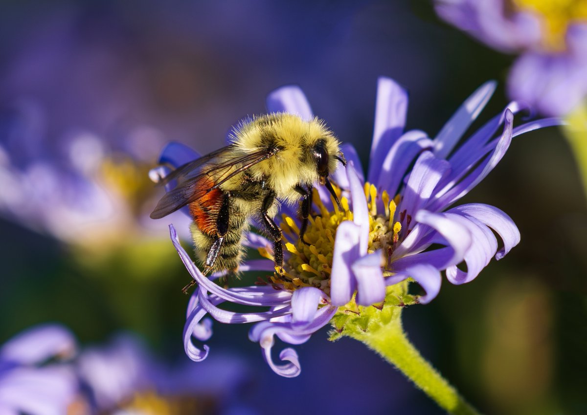 Support native bees by creating a pollinator garden. Regardless of whether you have a small balcony or a large yard, you can help our native pollinators thrive. Let’s collaborate to establish a beautiful and healthy environment in Colorado!