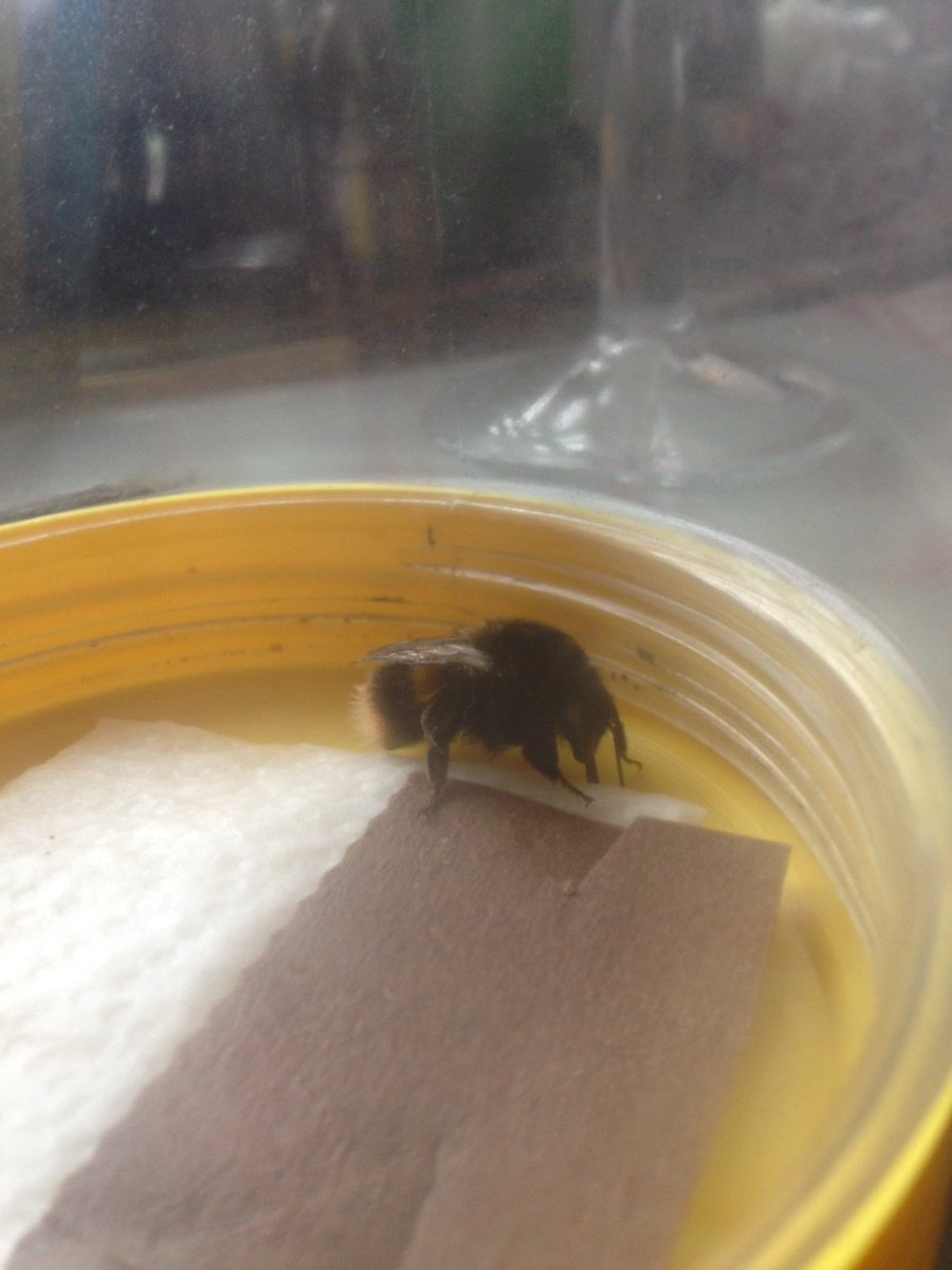 Here she is and quite perky now.