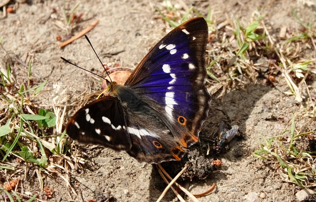 Craig Jones (@craig63jones) on Twitter photo At least 6 Purple Emperor at Tiddesley Wood, Worcs this morning including two males on the ground
<a href="/BC_WestMids/">West Midlands Butterfly Conservation</a> <a href="/WorcsWT/">Worcs Wildlife Trust</a> <a href="/savebutterflies/">Butterfly Conservation 🦋</a> At least 6 Purple Emperor at Tiddesley Wood, Worcs this morning including two males on the ground
<a href="/BC_WestMids/">West Midlands Butterfly Conservation</a> <a href="/WorcsWT/">Worcs Wildlife Trust</a> <a href="/savebutterflies/">Butterfly Conservation 🦋</a>