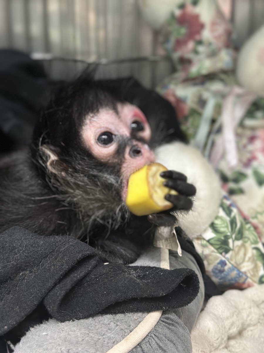 FoAorg's tweet image. FoA managed sanctuary, Primarily Primates, rescued a baby spider monkey last week! Follow his journey on PPI's Instagram @primarilyprimates 🐒🖤friendsofanimals.org/primarily-prim…