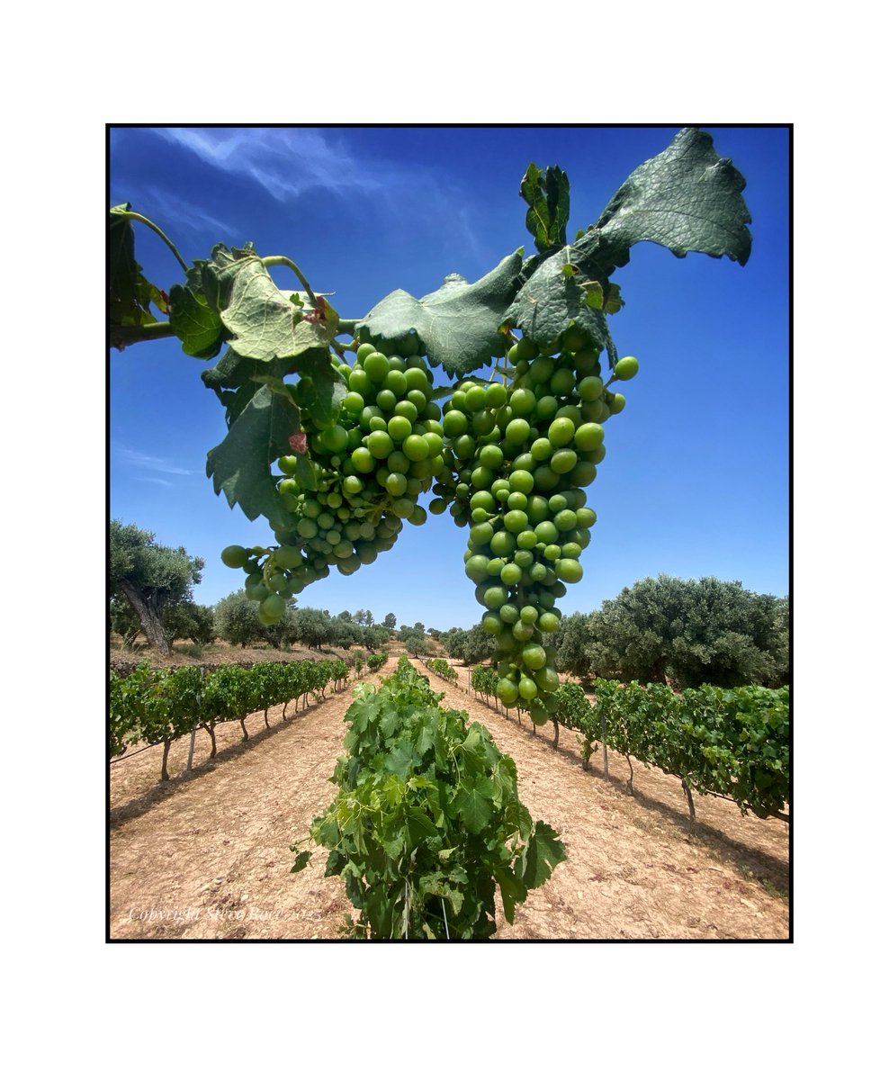 CampdEstrelles's tweet image. A bit of a shame to lose these #Parellada bunches in last night’s winds; fruit is thin enough on the ground this year as it is…
😉🍇🇪🇸