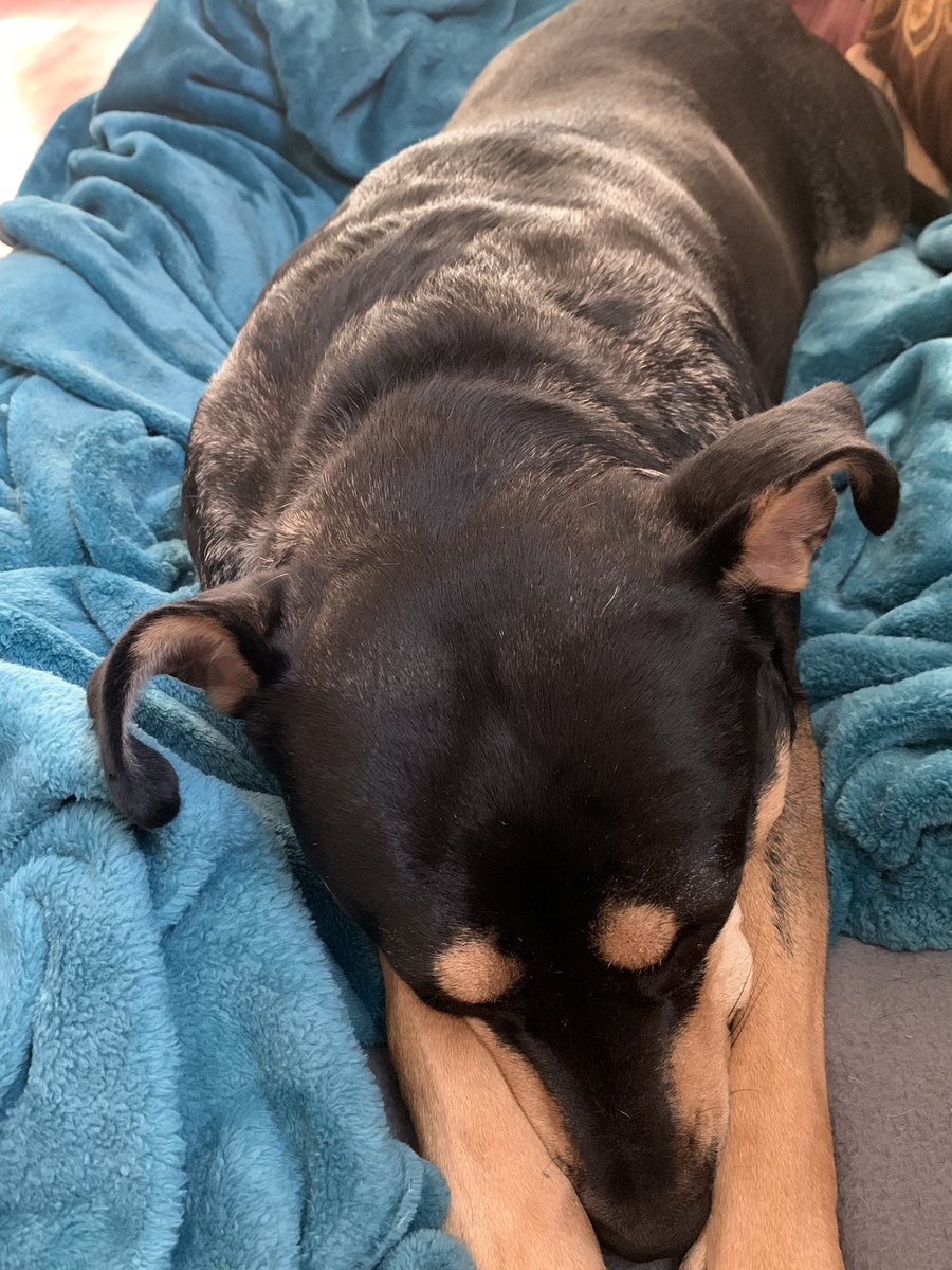 LisaMarieCooks's tweet image. Home from work early and this is what I see! She didn’t even move