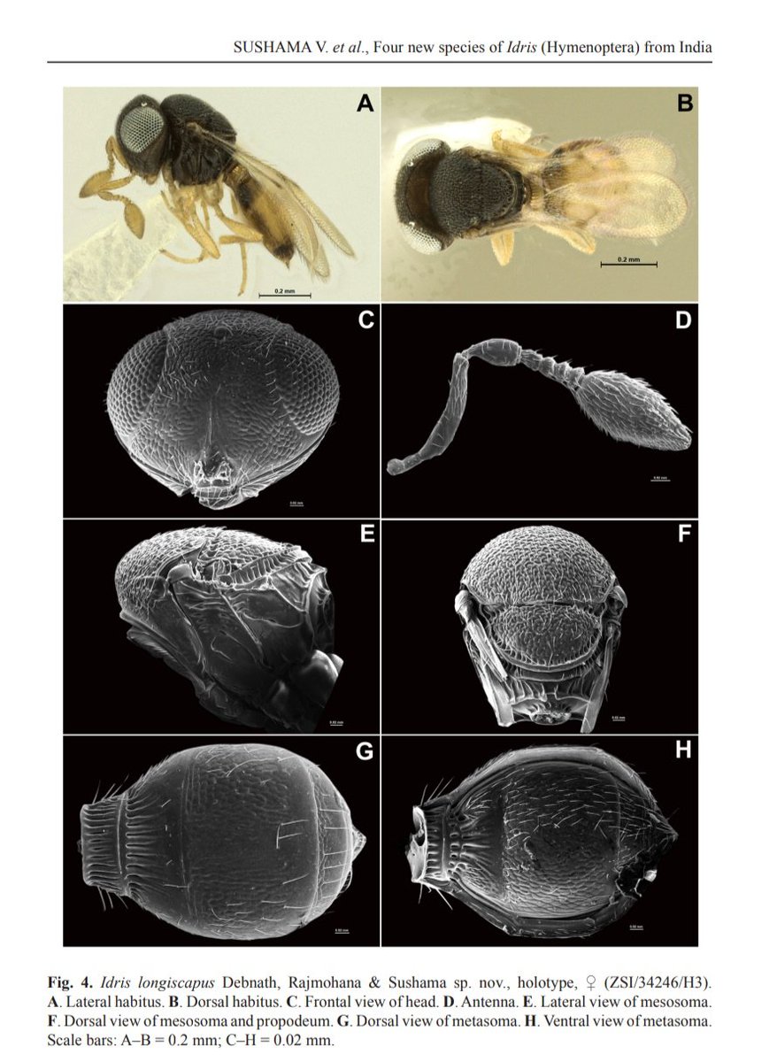 Four #newspecies of Idris (Hymenoptera: Scelionidae) are described from India. #hymenoptera #taxonomy
DOI: doi.org/10.5852/ejt.20…