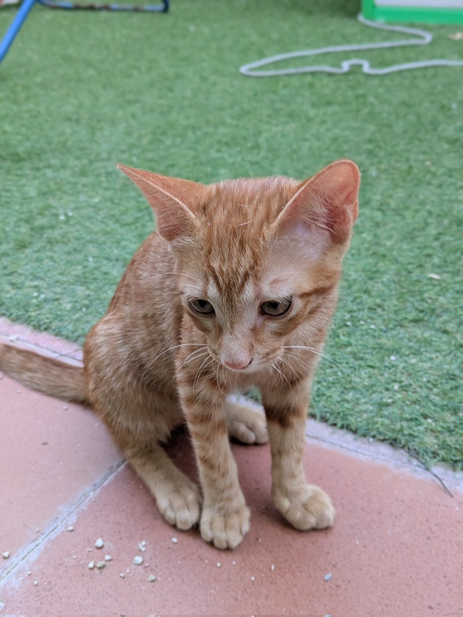 Eve es esta diminuta gatita naranja de tres meses y medio.

Es muy pequeñita de tamaño, pizpireta, descarada y cariñosa❤️

Es PERFECTA 🥰

Eve y sus hermanos necesitan crecer en un hogar...

Adoptas a esta princesita? 

#Valencia contacto 678 34 76 73

 #gatitos #AdoptaNoCompres